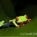 frog_tree_redeyed_tar_h_0557_cos0887.jpg